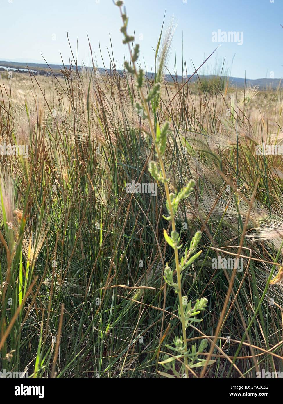 Fivehorn smotherweed (Bassia hyssopifolia) Plantae Foto Stock