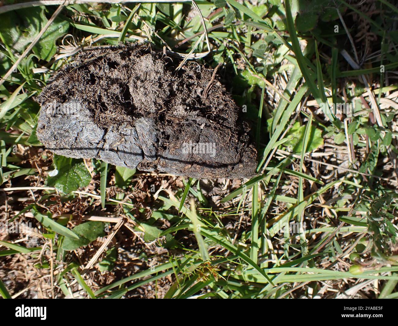 Bushpig meridionale (Potamochoerus larvatus koiropotamus) Mammalia Foto Stock