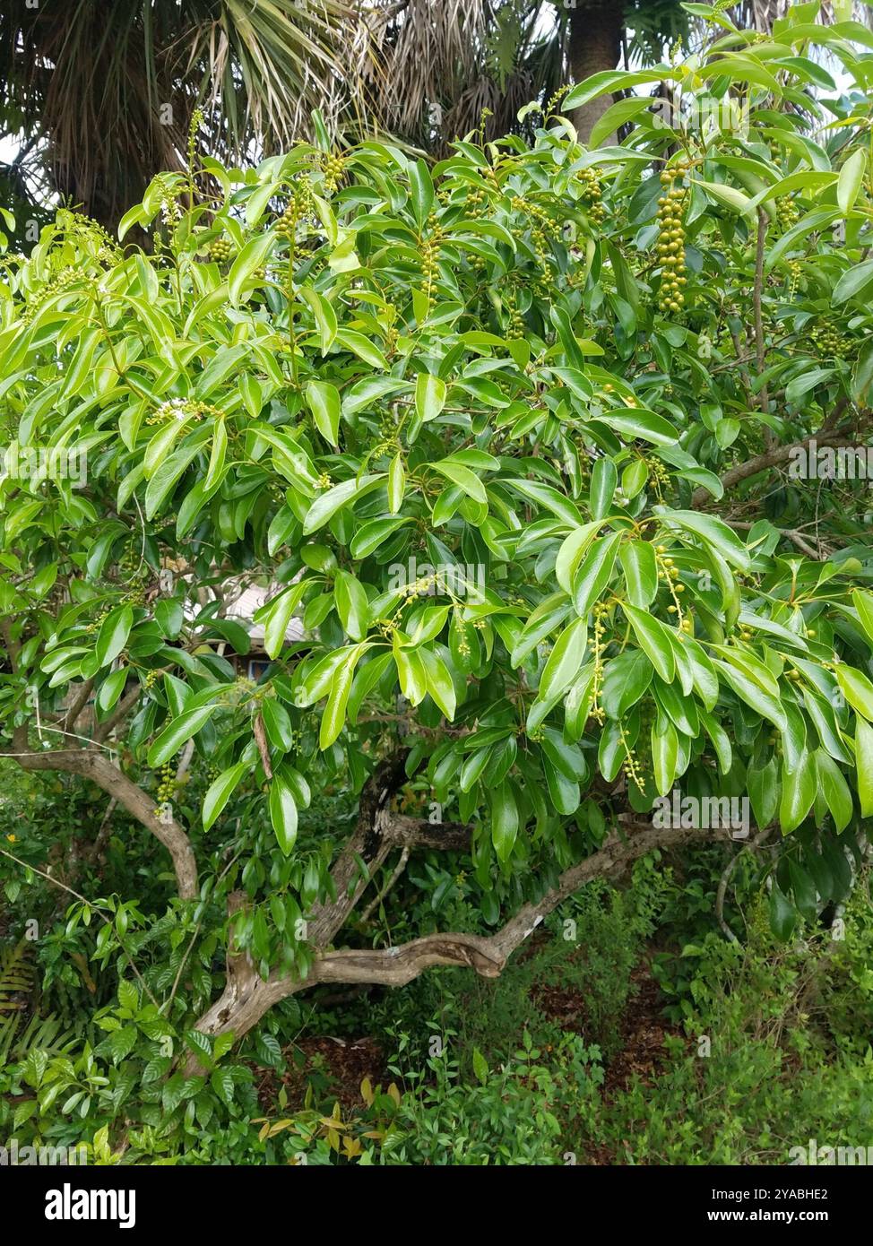 Spiny Fiddlewood (Citharexylum spinosum) Plantae Foto Stock