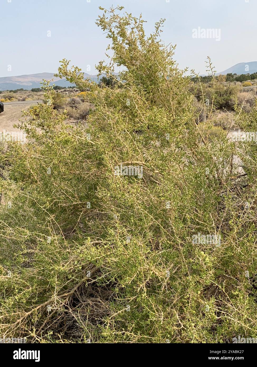 Greasewood (Sarcobatus vermiculatus) Plantae Foto Stock