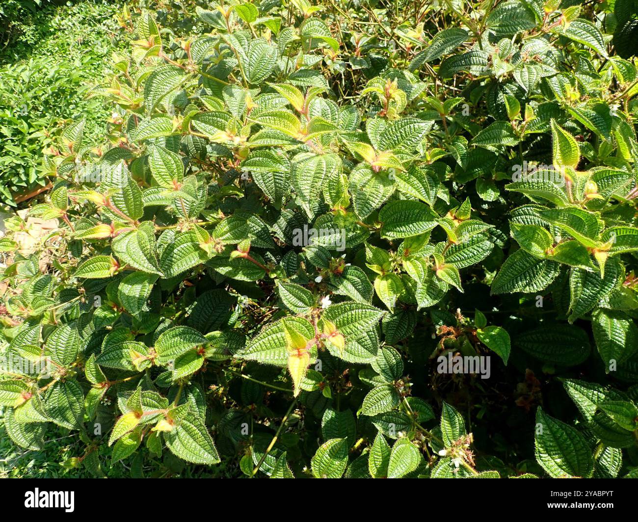 La maledizione di Koster (Miconia crenata) Plantae Foto Stock