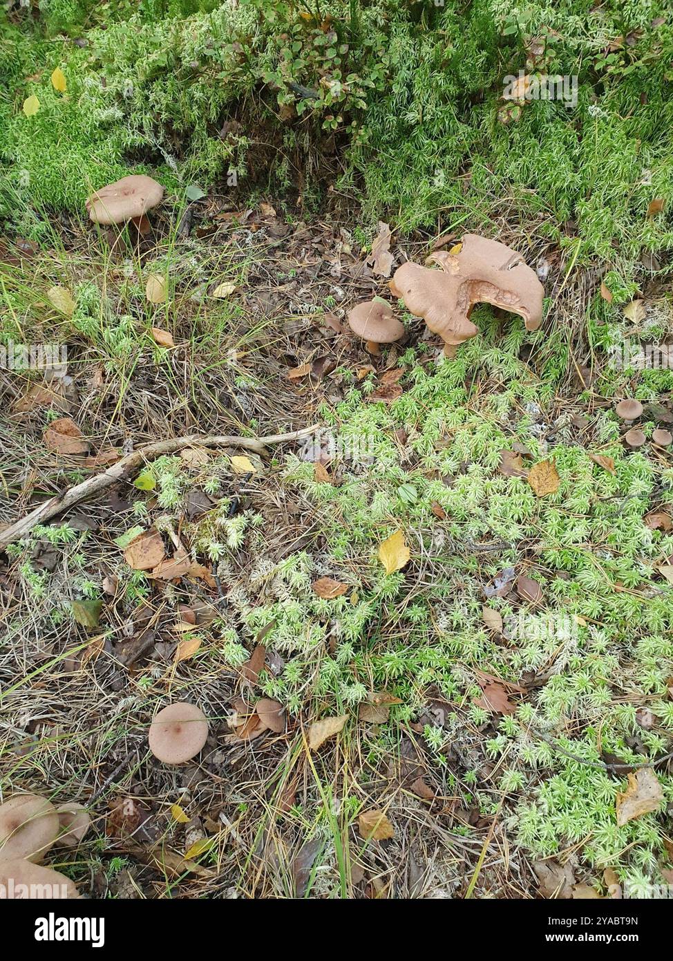 Funghi lattieri di zucchero bruciato (Lactarius helvus) Foto Stock