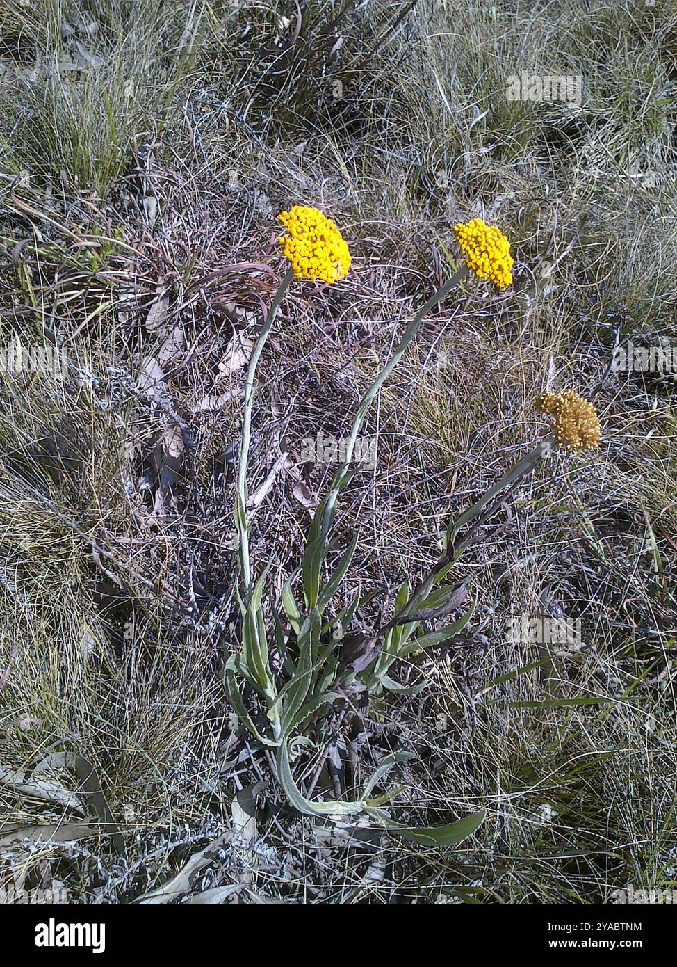 Piano Everlasting appiccicoso (Helichrysum acutatum) Foto Stock