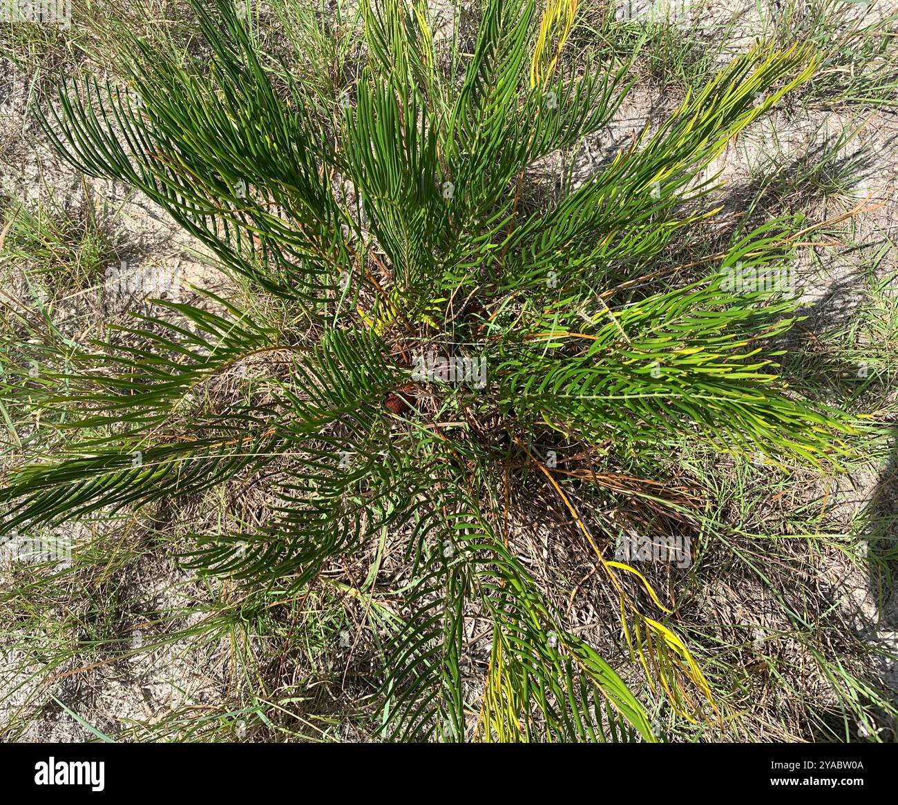 Coontie (Zamia integrifolia) Plantae Foto Stock