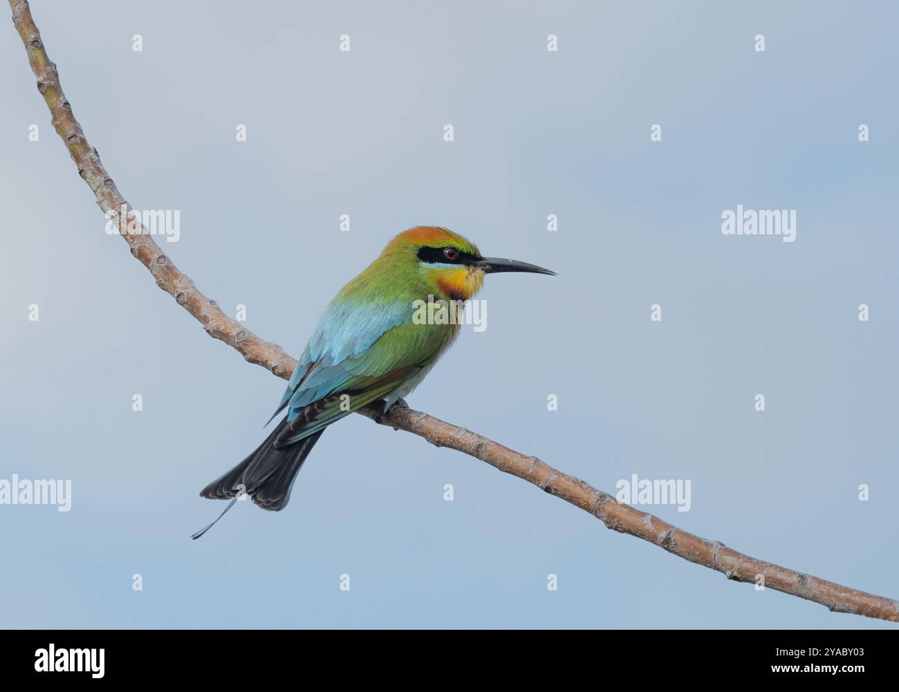 Arcobaleno (Merops ornatus) che si aprono su un ramo con un cielo azzurro limpido con spazio di copia. Foto Stock