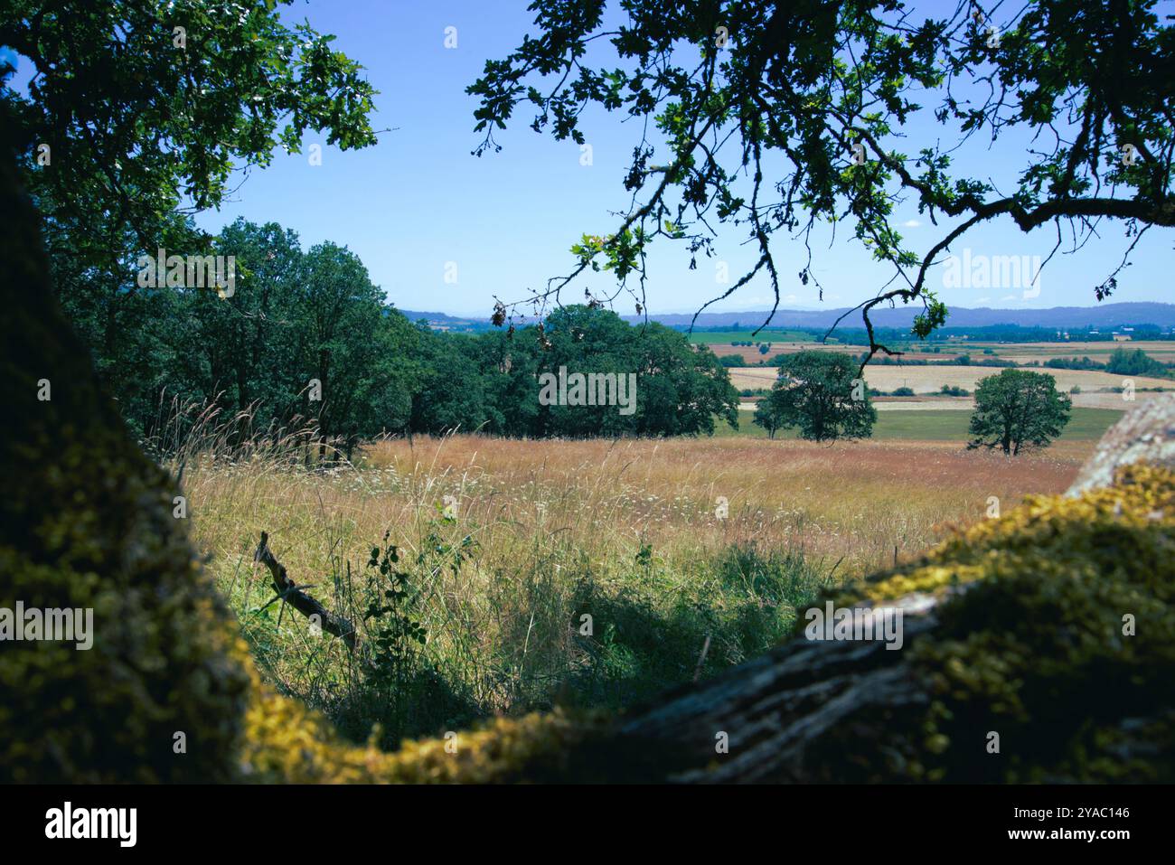 Fiori selvatici e alberi in un prato con erbe per lo più secche in una giornata di sole limpida e quasi nuvolosa. Foto Stock