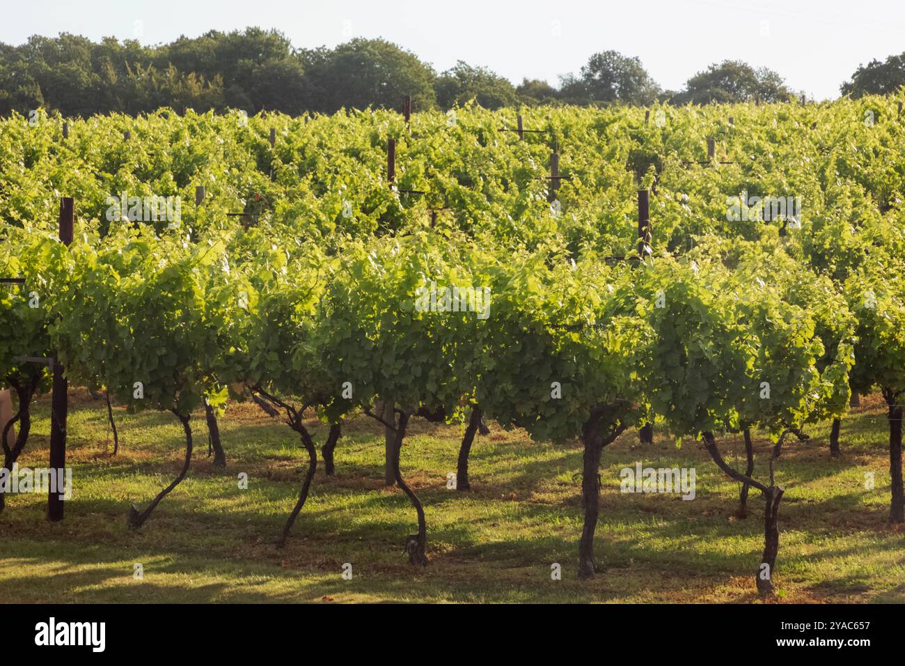 Inghilterra, Kent, Ashford, Biddenden Vineyards Foto Stock