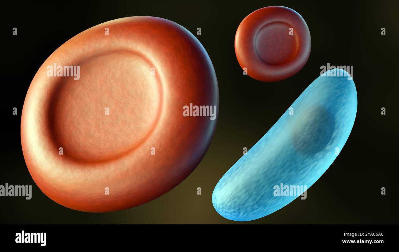 Il rendering 3d del Toxoplasma gondii, il protozoo che causa la toxoplasmosi, può interagire con i globuli rossi. Foto Stock