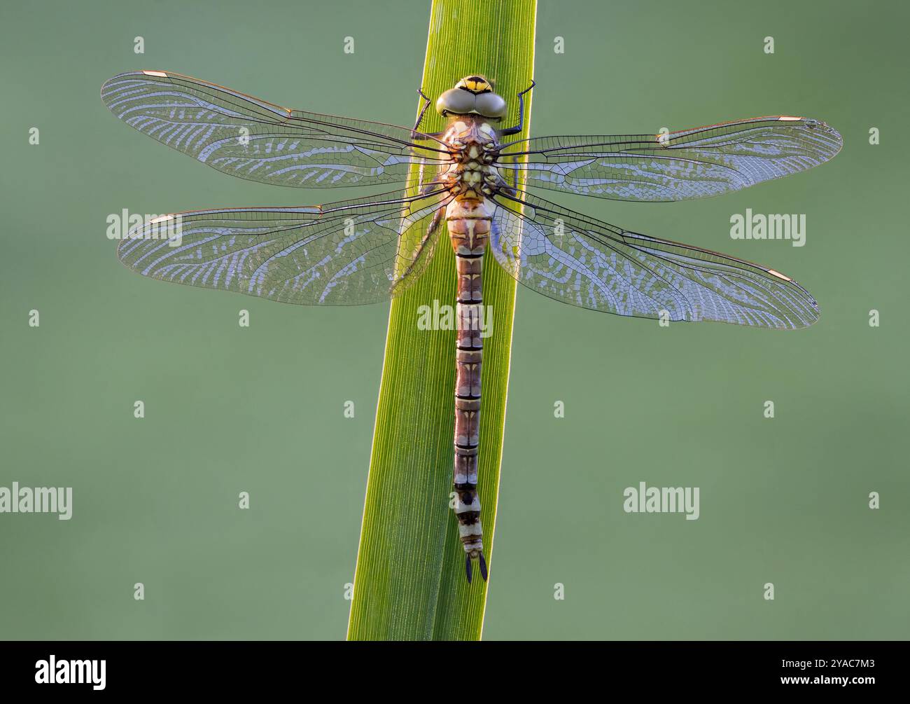 Southern Hawker Dragonfly [ Aeshna cyanea ] femmina in Iris STEM. Pila di 7 immagini Foto Stock