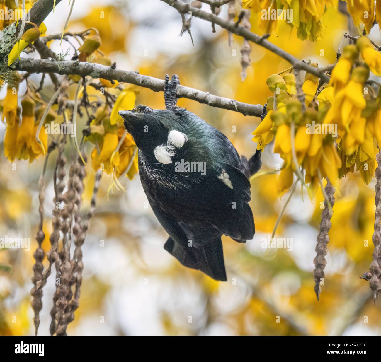 Uccello TUI appollaiato capovolto su un ramo Kowhai pieno di fiori e semi gialli Kowhai. Auckland. Foto Stock