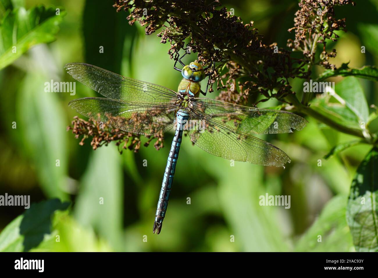 La libellula dell'imperatore, l'imperatore blu (Anax imperator), i falegnami della famiglia (Aeshnidae), che si aggrappano a una Buddleja davidii. Estate, agosto, Paesi Bassi. Foto Stock