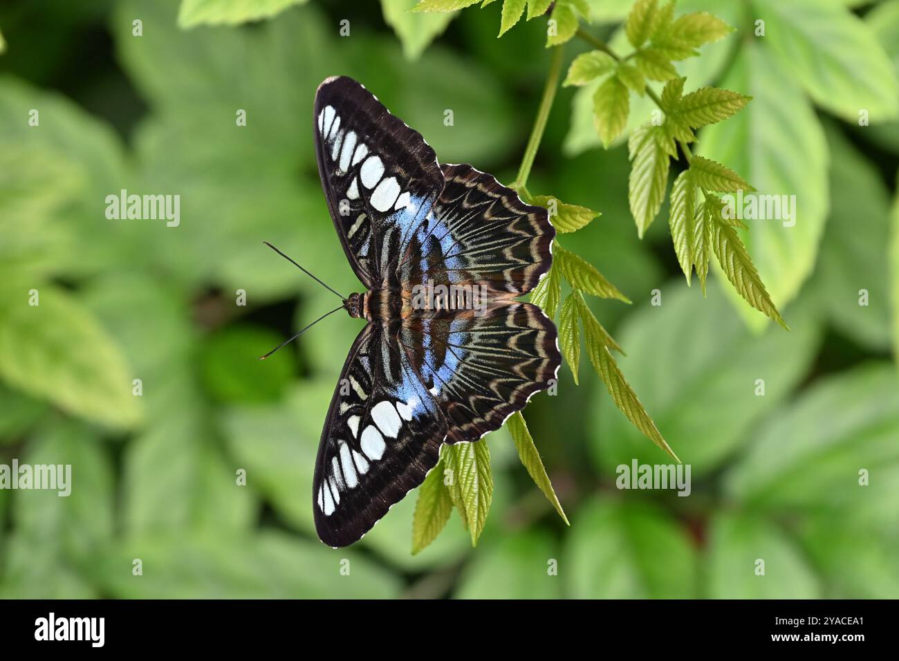 Singapore Butterfly (Blue Clipper Butterfly Parthenos Sylvia), nell'Aeroporto Garden Asia di Singapore Foto Stock