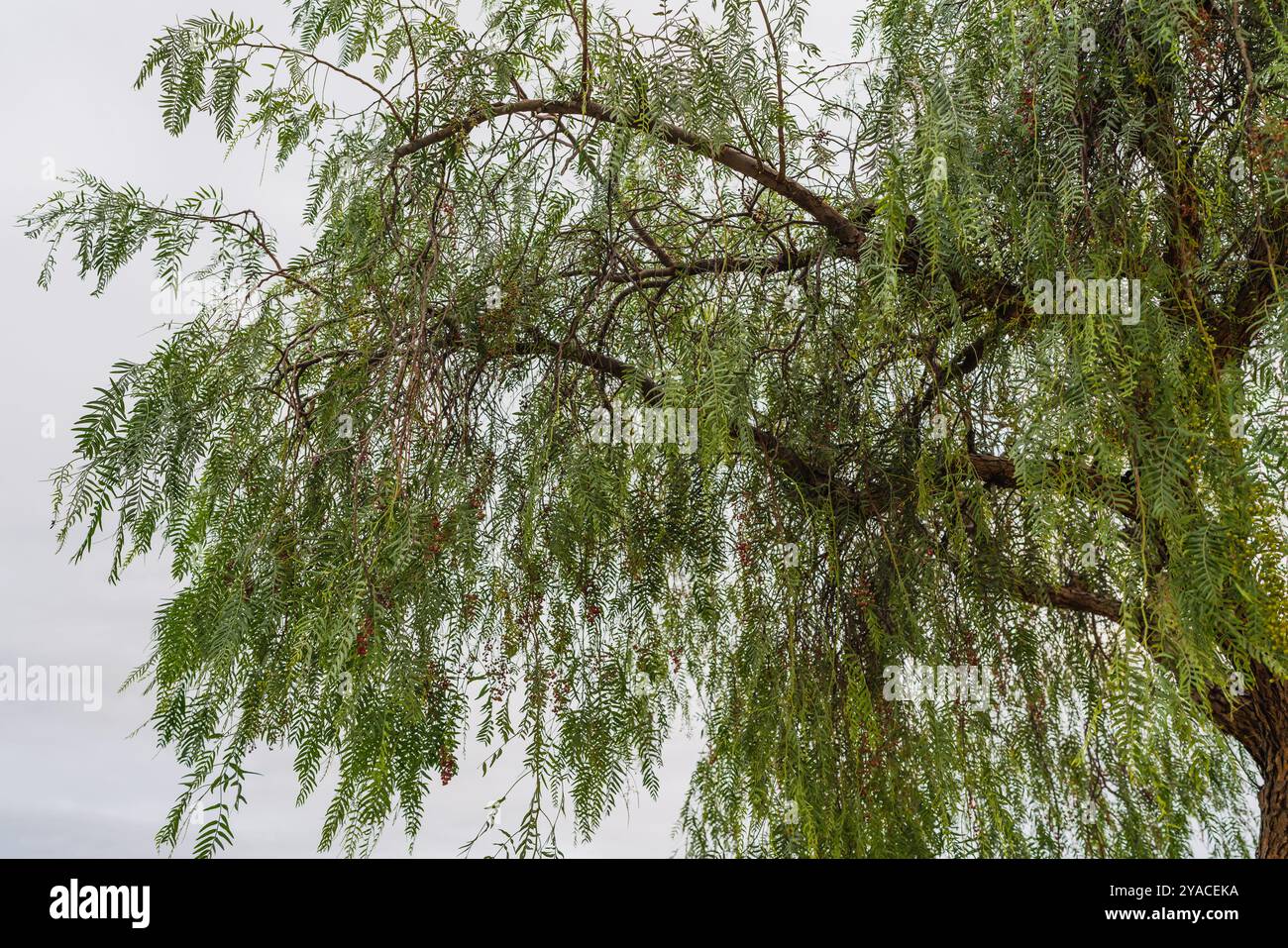 Peperoncino peruviano con lunghi rami cadenti e foglie verdi piume che oscillano sotto un cielo nuvoloso. Foto Stock