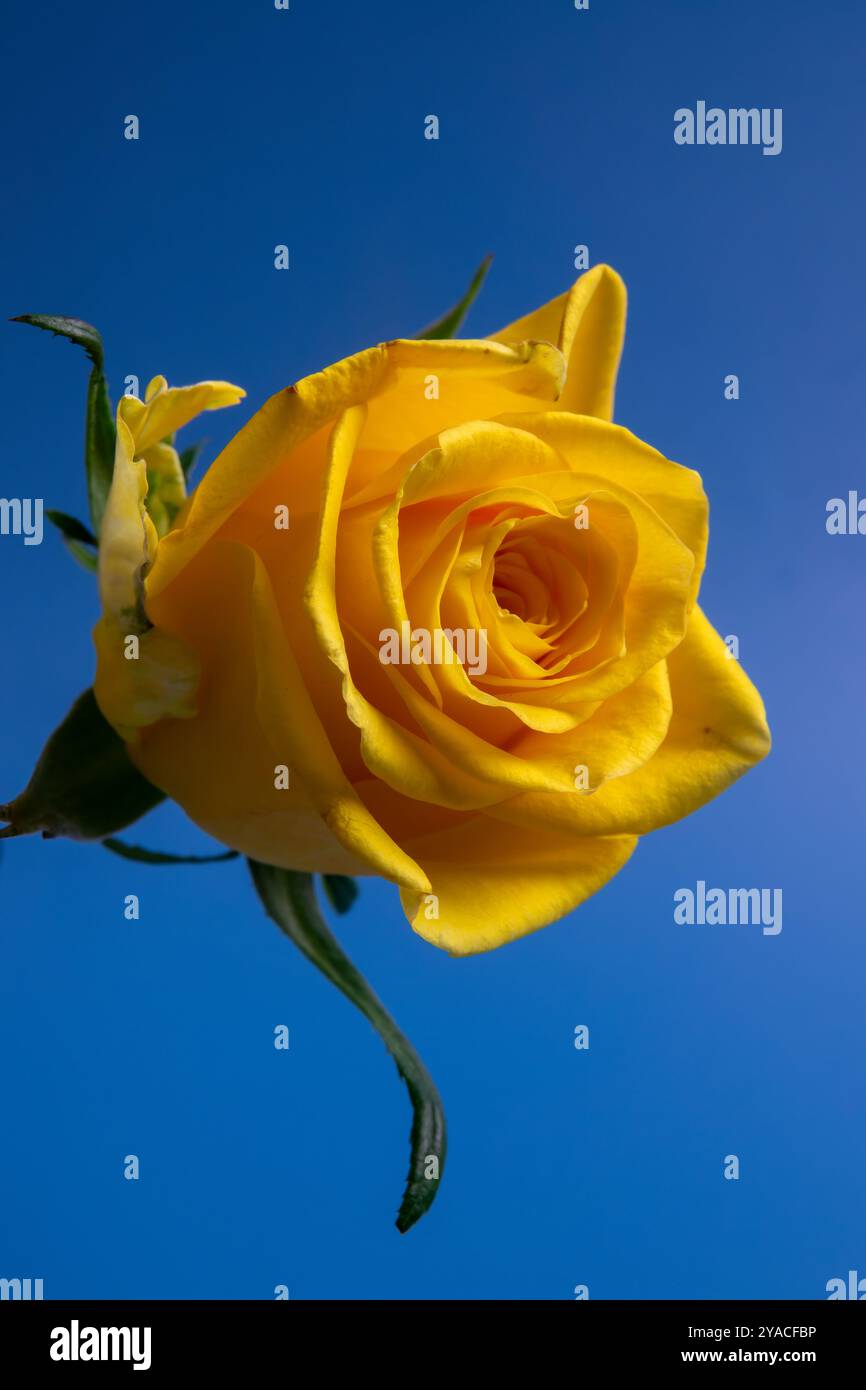 Un'incantevole rosa gialla fiorisce brillantemente sotto un cielo azzurro, catturando l'essenza di una giornata di sole e la bellezza della natura. Foto Stock