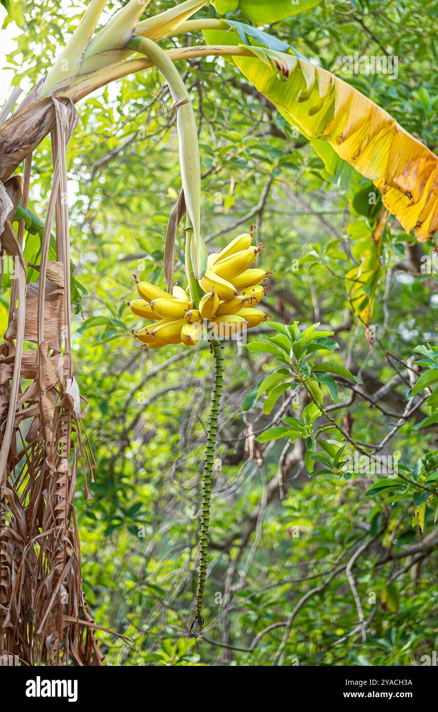 Banane mature appese al loro albero in una piantagione biologica nel sud della Spagna. Agricoltura biologica e sostenibile Foto Stock