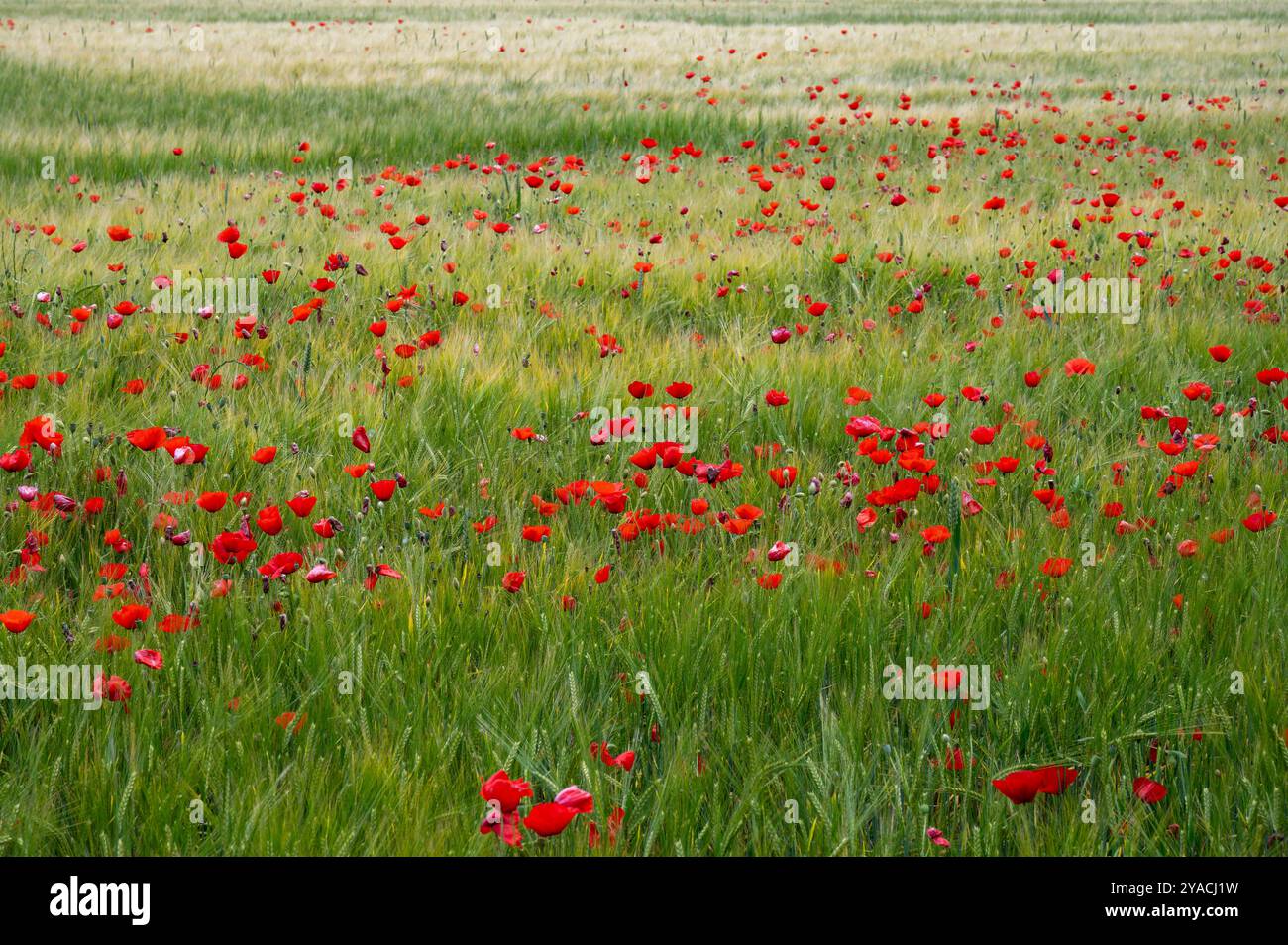 Papaveri rossi in un campo di grano in Spagna Foto Stock