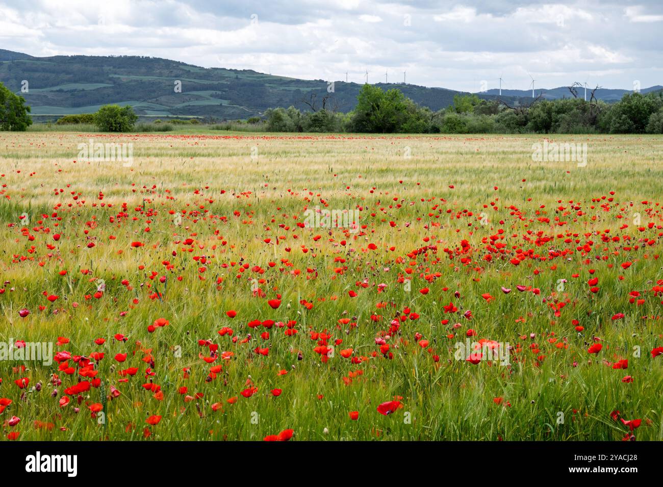 Papaveri rossi in un campo di grano in Spagna Foto Stock