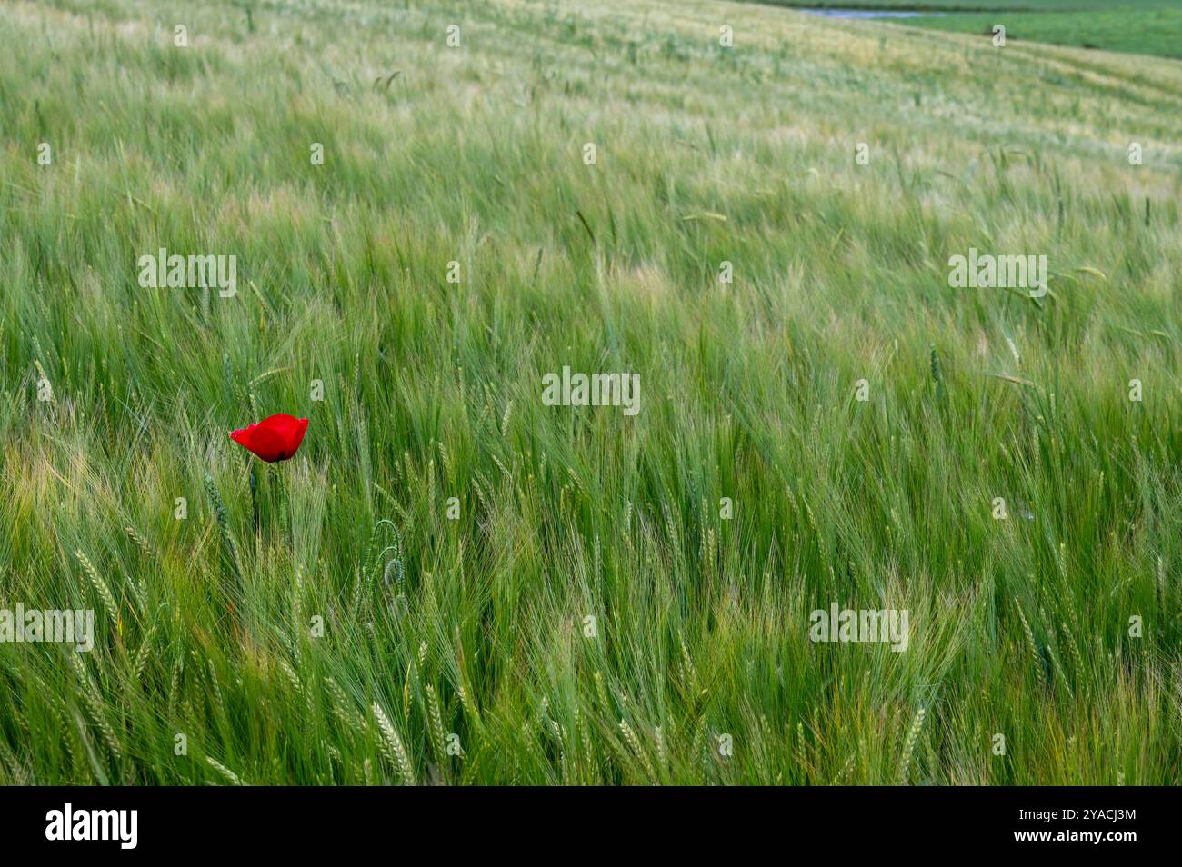 Un unico papavero rosso sulla sinistra dell'immagine in un campo di grano in spagna Foto Stock
