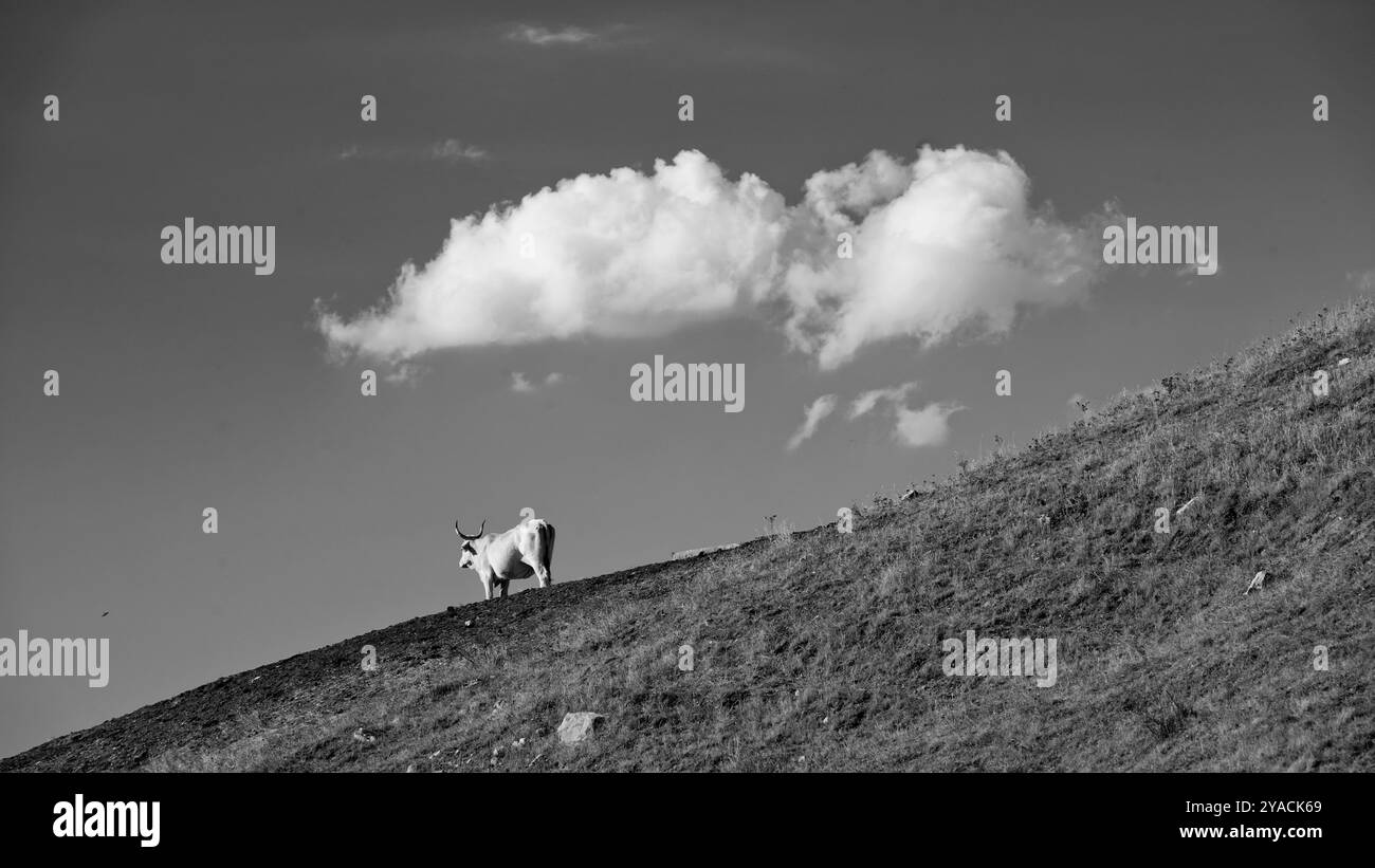 Panorama delle colline emiliane e dei calanchi con esemplari di mucche bianche modenesi Foto Stock