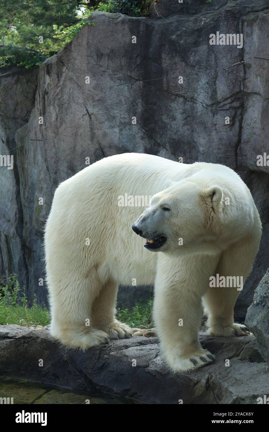 Eisbär. orso polare. weisses è caduto. pelliccia bianca. Beutegreifer. Predatore. Livello. Animale. Foto Stock