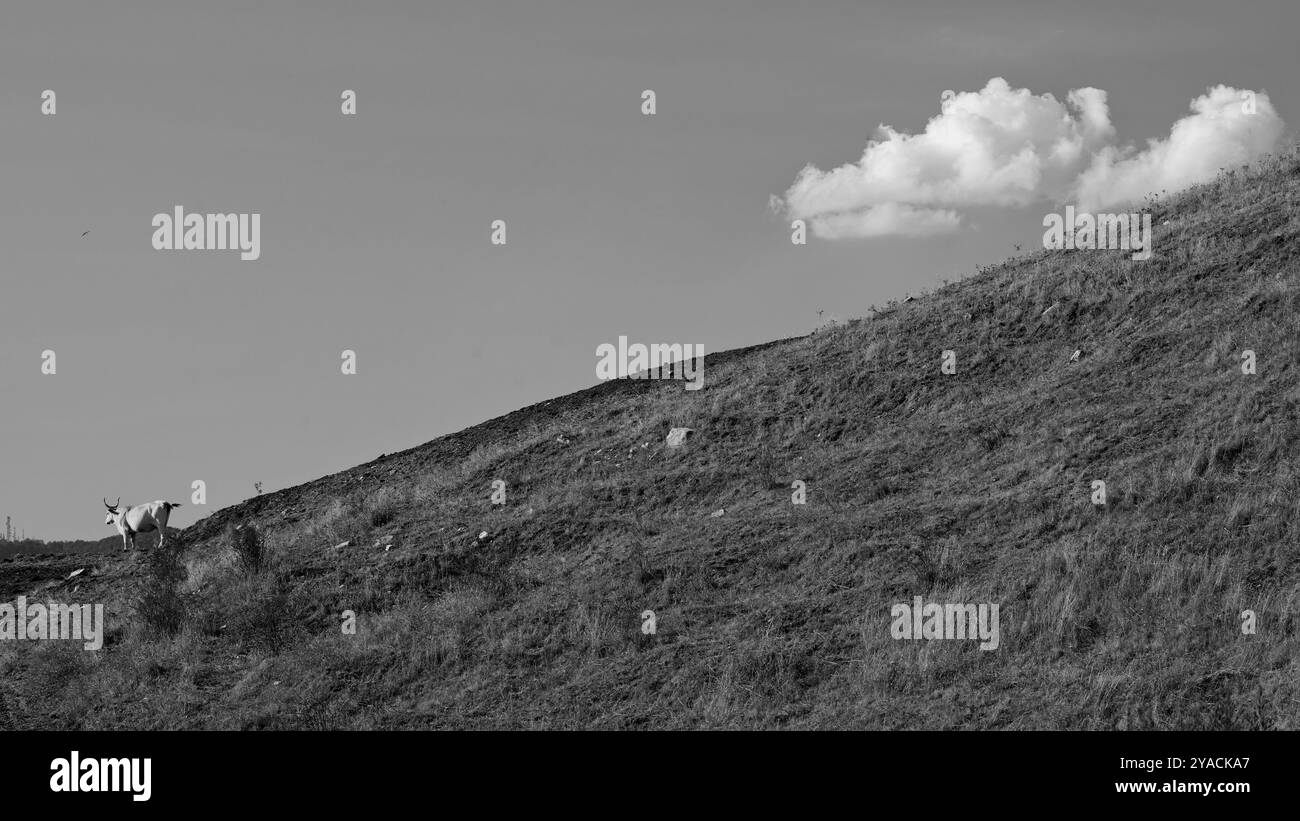 Panorama delle colline emiliane e dei calanchi con esemplari di mucche bianche modenesi Foto Stock