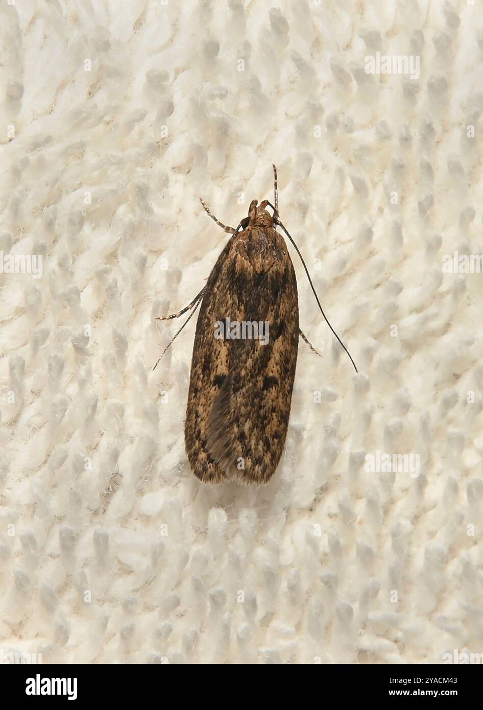 Falena marrone, Hofmannophila pseudospretella. appoggiato su un asciugamano. Localmente sono note come falene di vestiti. Primo piano e ben concentrato. Foto Stock