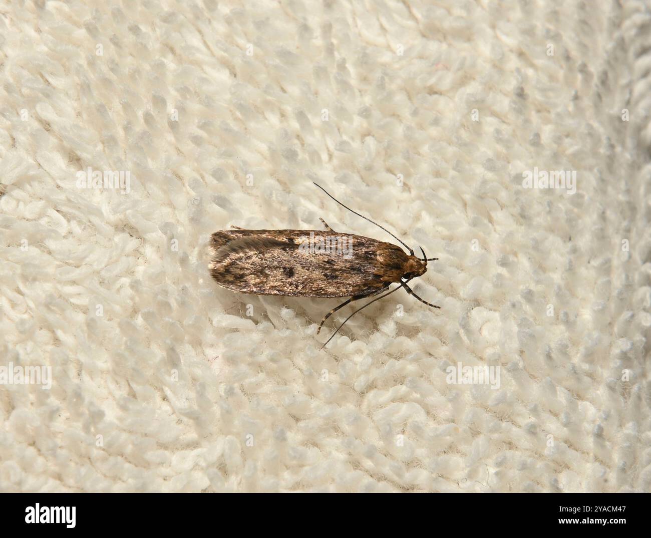 Falena marrone, Hofmannophila pseudospretella. appoggiato su un asciugamano. Localmente sono note come falene di vestiti. Primo piano e ben concentrato. Foto Stock