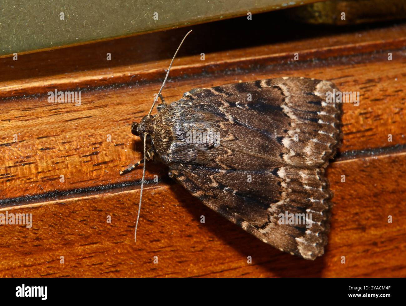 Una falena in rame sotto le ali, Amphipyra pyramidea, che poggia su una cornice interna della finestra di notte. Ben concentrato con buoni dettagli. Foto Stock