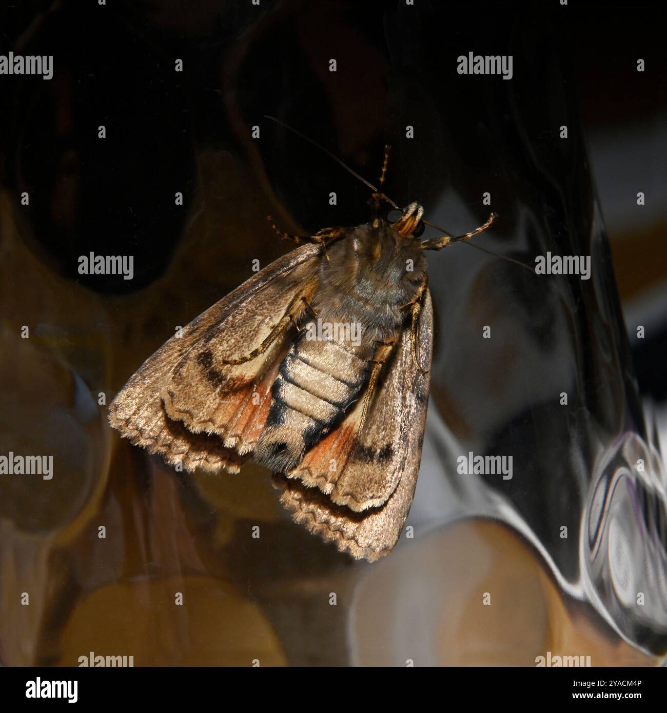 Il lato ventrale di una falena in rame, Amphipyra pyramidea, trasportata all'interno attraverso il vetro. Foto Stock