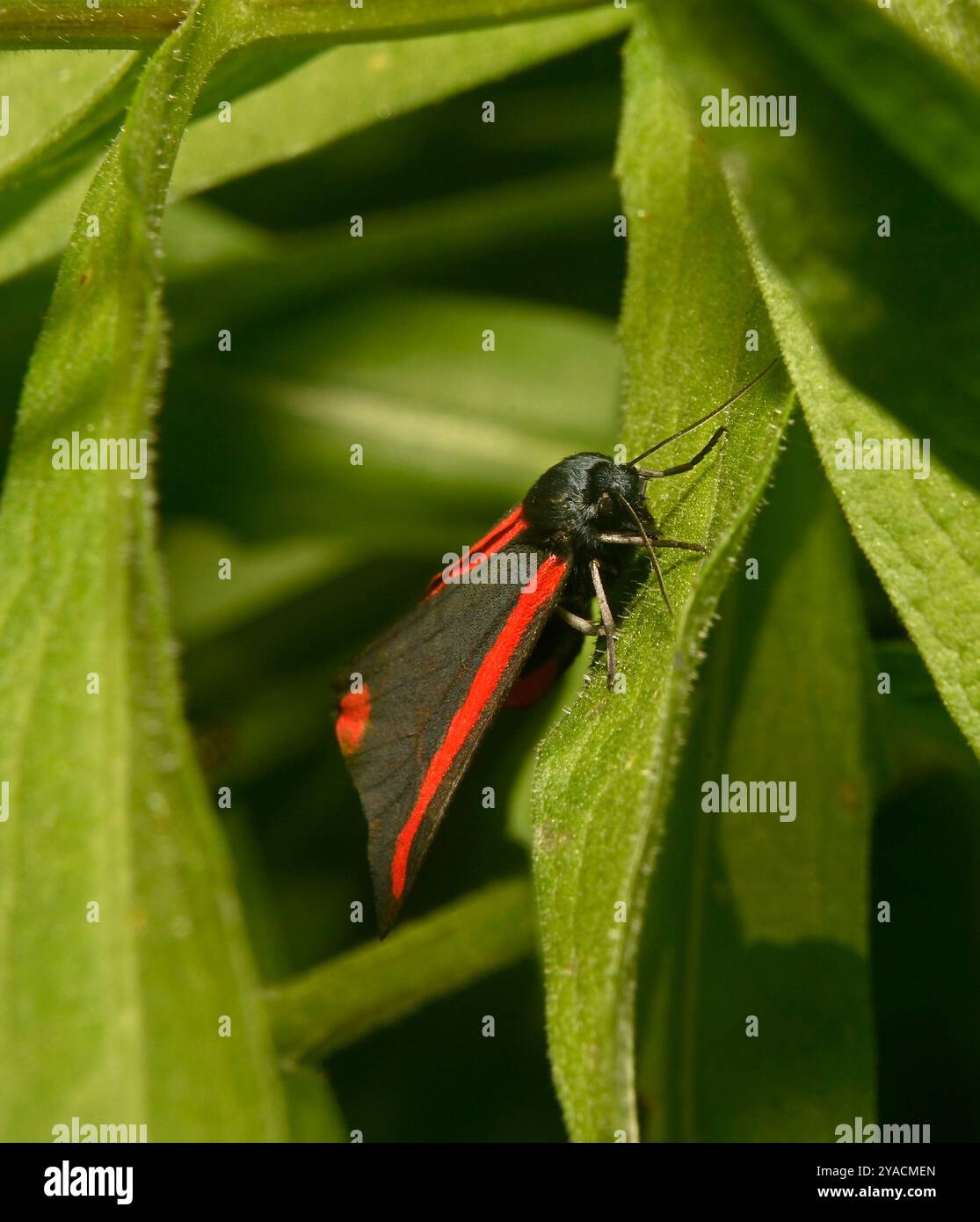 Questa splendida falena nera e rossa si appoggia su uno sfondo verde. E' in perfette condizioni. Foto Stock