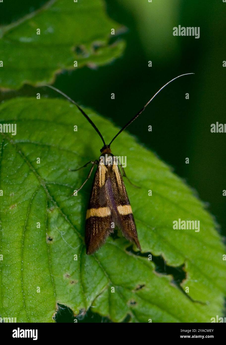 La Nemophora degeerella a corno lungo con barba gialla è un insetto elegante e molto caratteristico. Si appoggia su una foglia con sfondo verde. Foto Stock