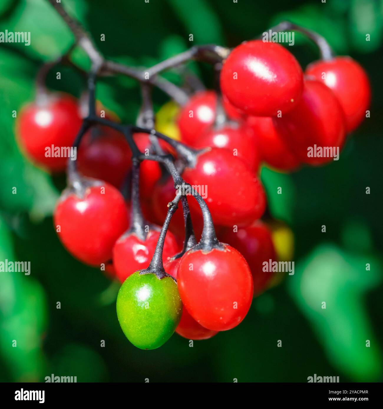 Primo piano dei frutti della pianta Bittersweet (Solanum dulcamara). Foto Stock