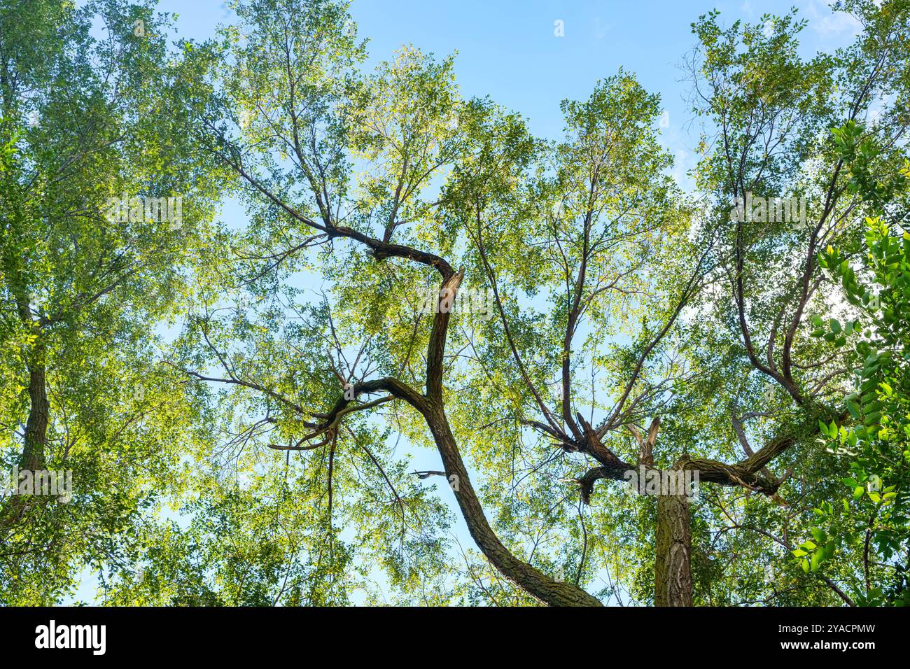 Alti rami di alberi e foglie contro un cielo blu. Foto Stock