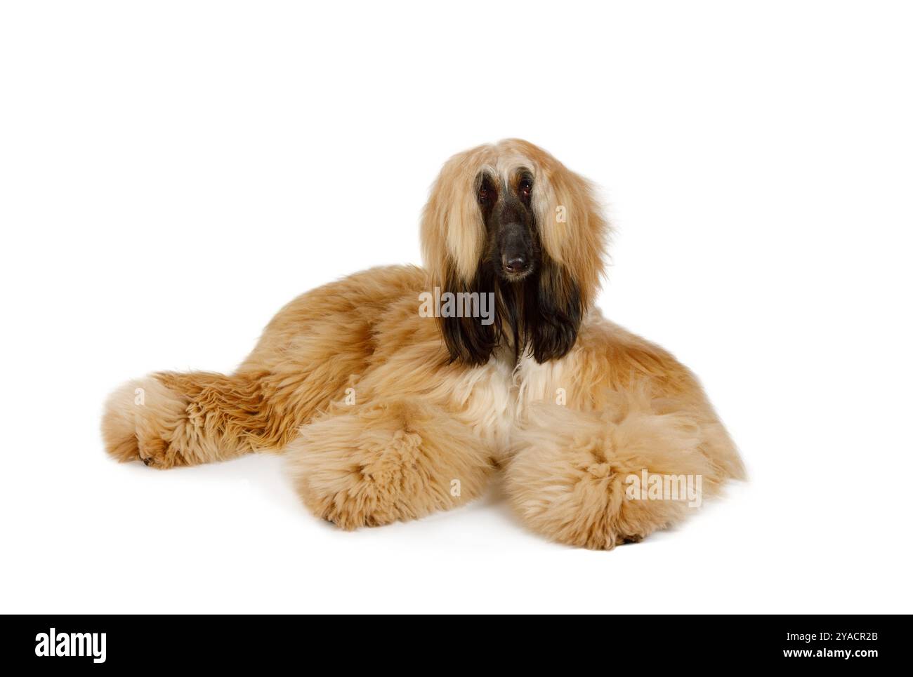 Cane da levriero afghano dai capelli rossi di razza che giace in studio isolato su sfondo bianco Foto Stock