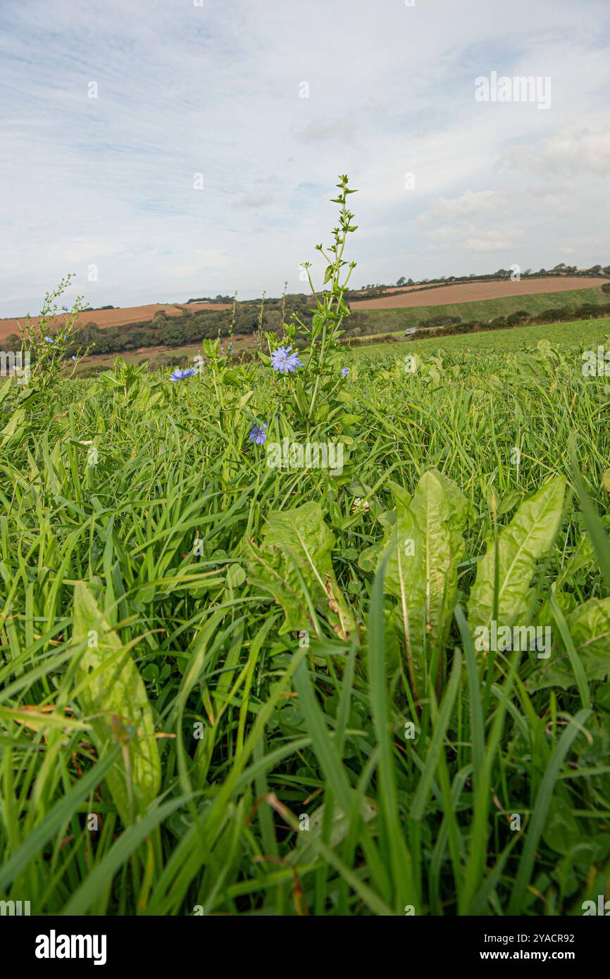 Orzo a base di erbe per il pascolo delle vacche da latte Foto Stock