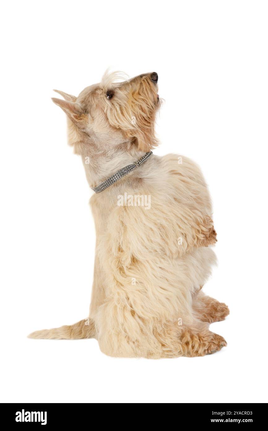 Terrier scozzese bianco su sfondo bianco Foto Stock