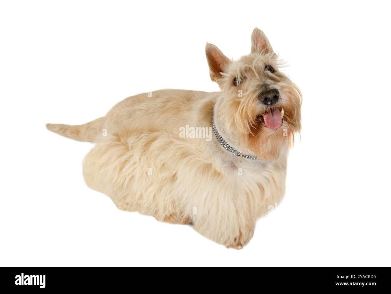 Scottish Terrier isolato su sfondo bianco. Doggy, ritratto Foto Stock