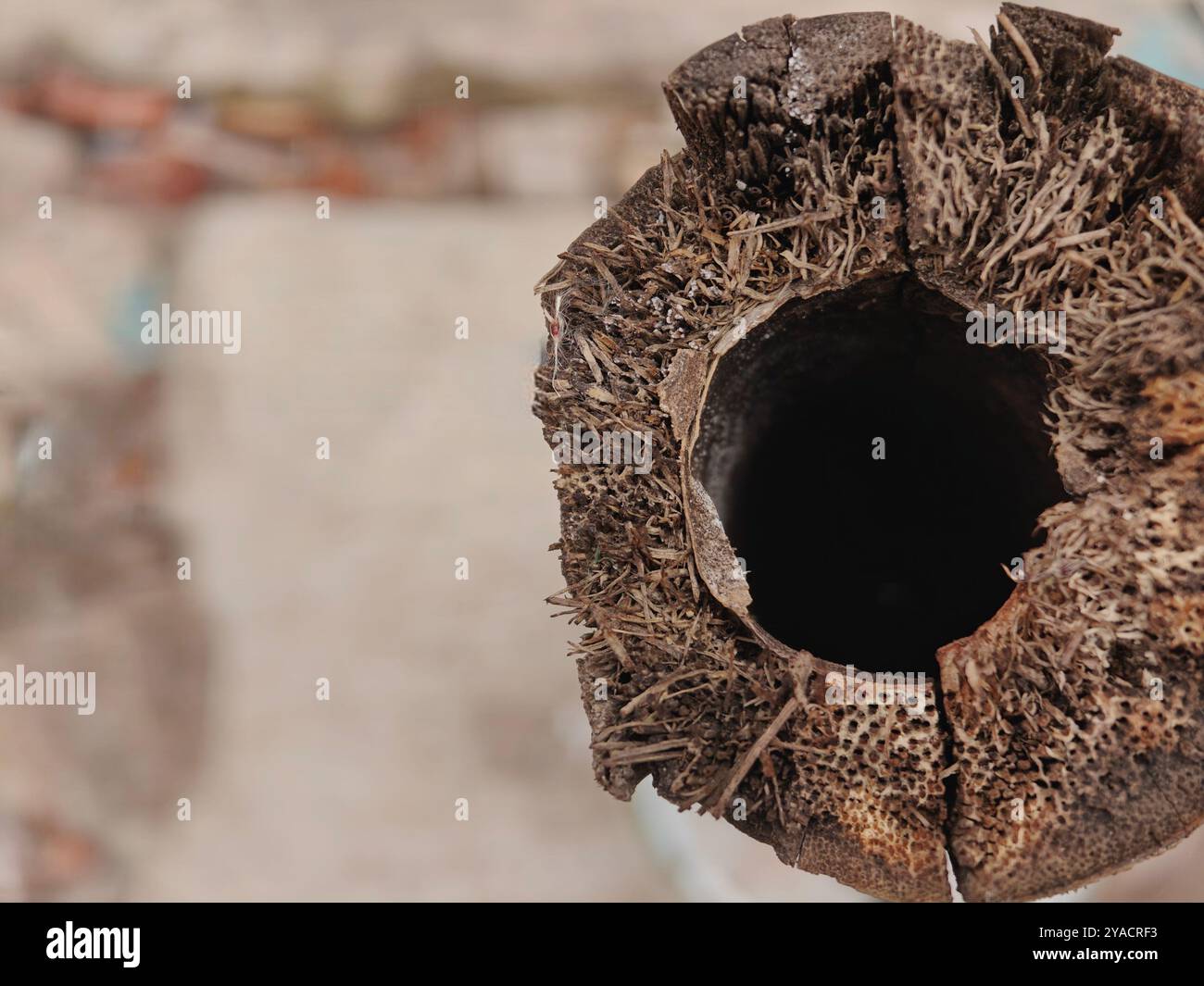 Primo piano di bambù Foto Stock