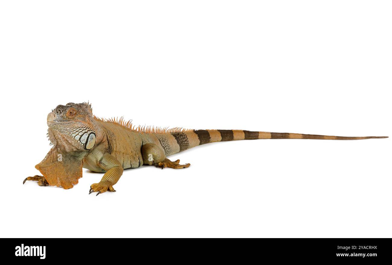 Grande iguana verde isolato su uno sfondo bianco Foto Stock