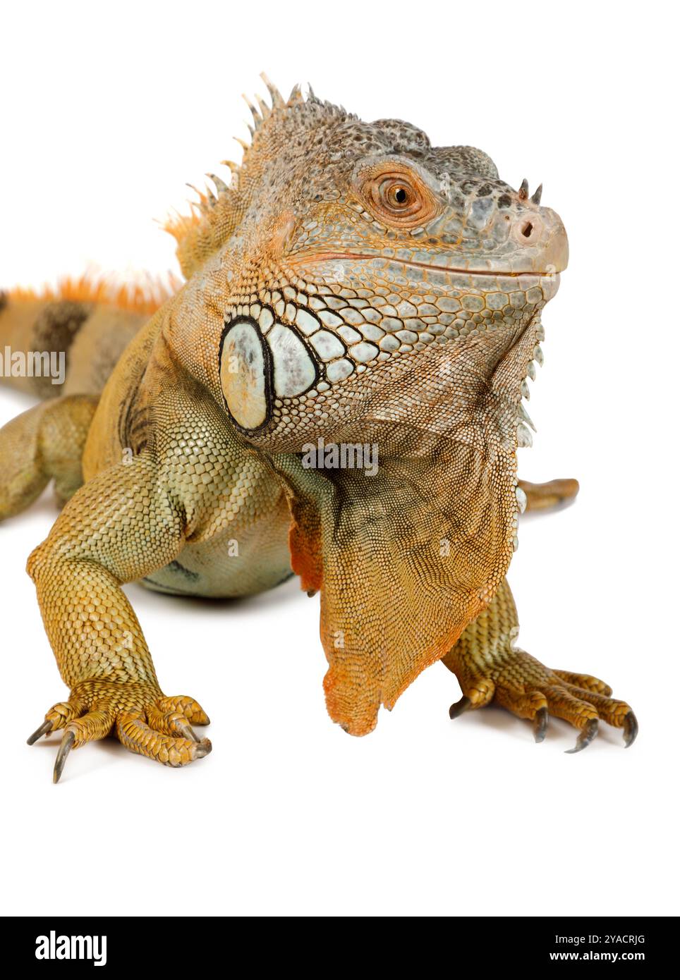 Ritratto di una grande iguana verde isolata su sfondo bianco Foto Stock