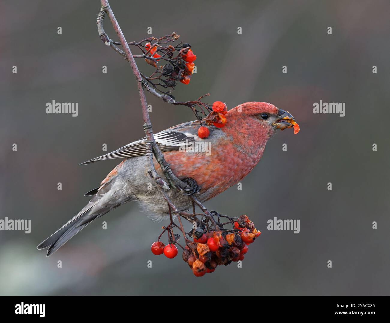 Pino grosbeak maschio che mangia frutti di bosco Foto Stock