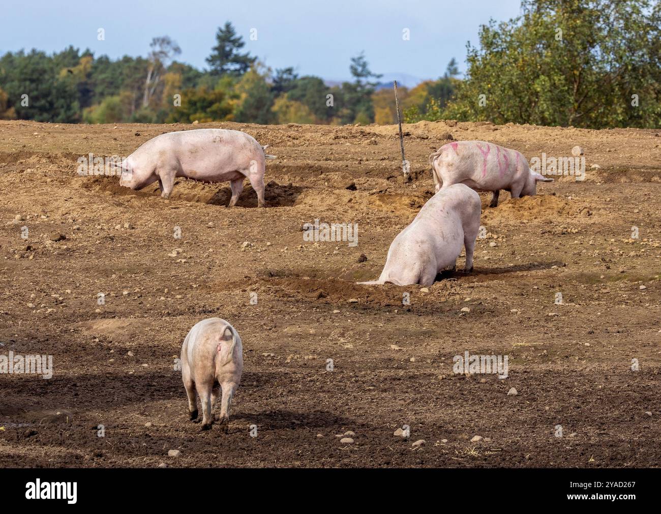 Giovani maiali sani in giro in un'azienda agricola nel loro habitat naturale, Scozia, Regno Unito Foto Stock