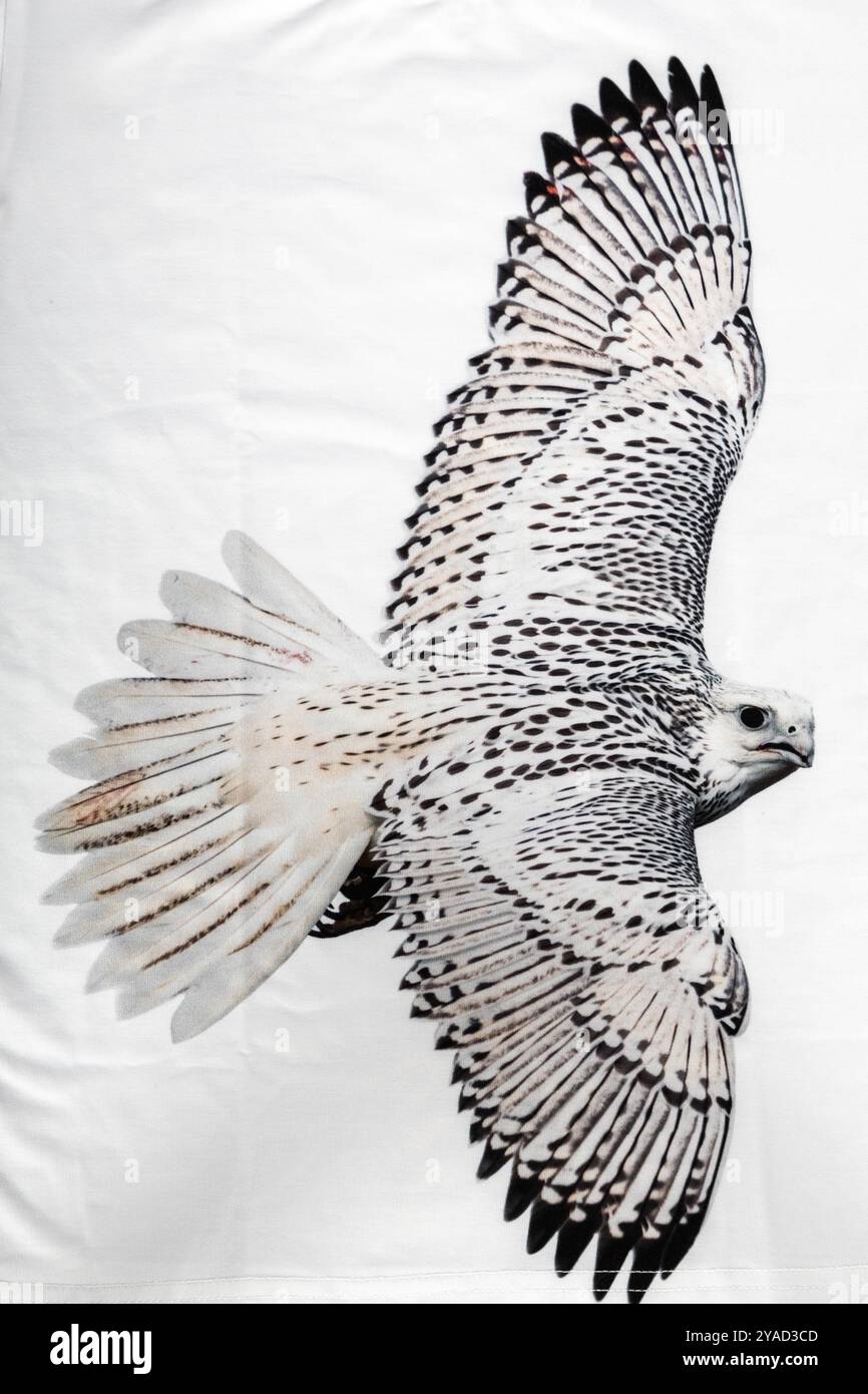 foto di un falco in volo Foto Stock