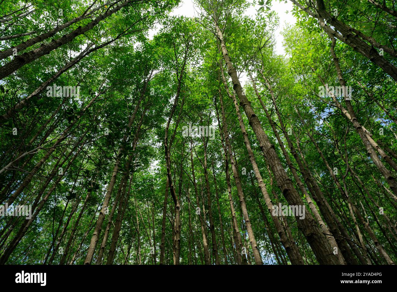 Vista dal basso verso l'alto delle cime degli alberi di mangrovie verdi. Affondamento naturale del carbonio nella lotta ai cambiamenti climatici e promozione della sostenibilità negli ecosistemi neutri dal punto di vista delle emissioni di carbonio. Foto Stock