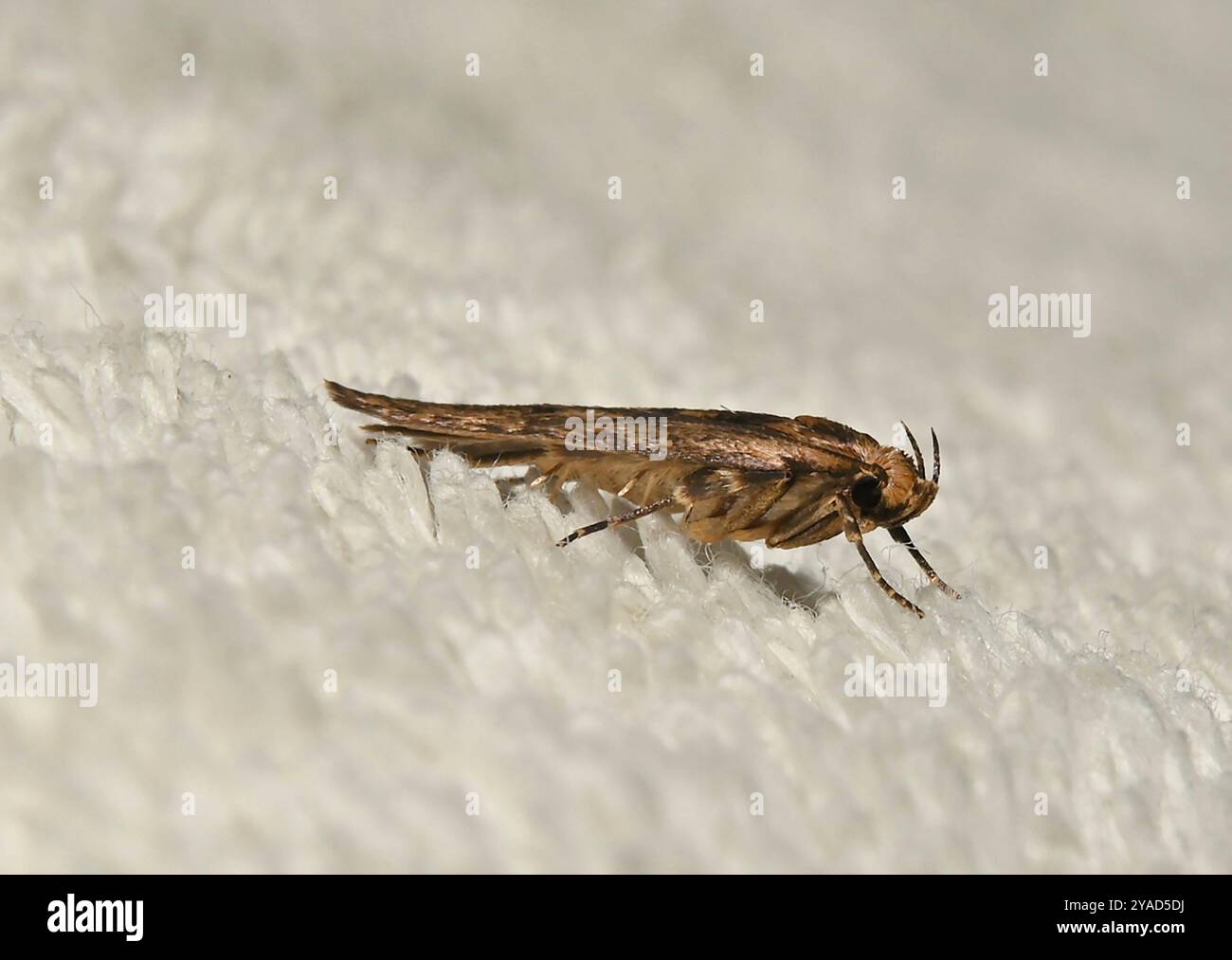 Falena marrone, Hofmannophila pseudospretella. appoggiato su un asciugamano. Localmente sono note come falene di vestiti. Primo piano e ben concentrato. Foto Stock