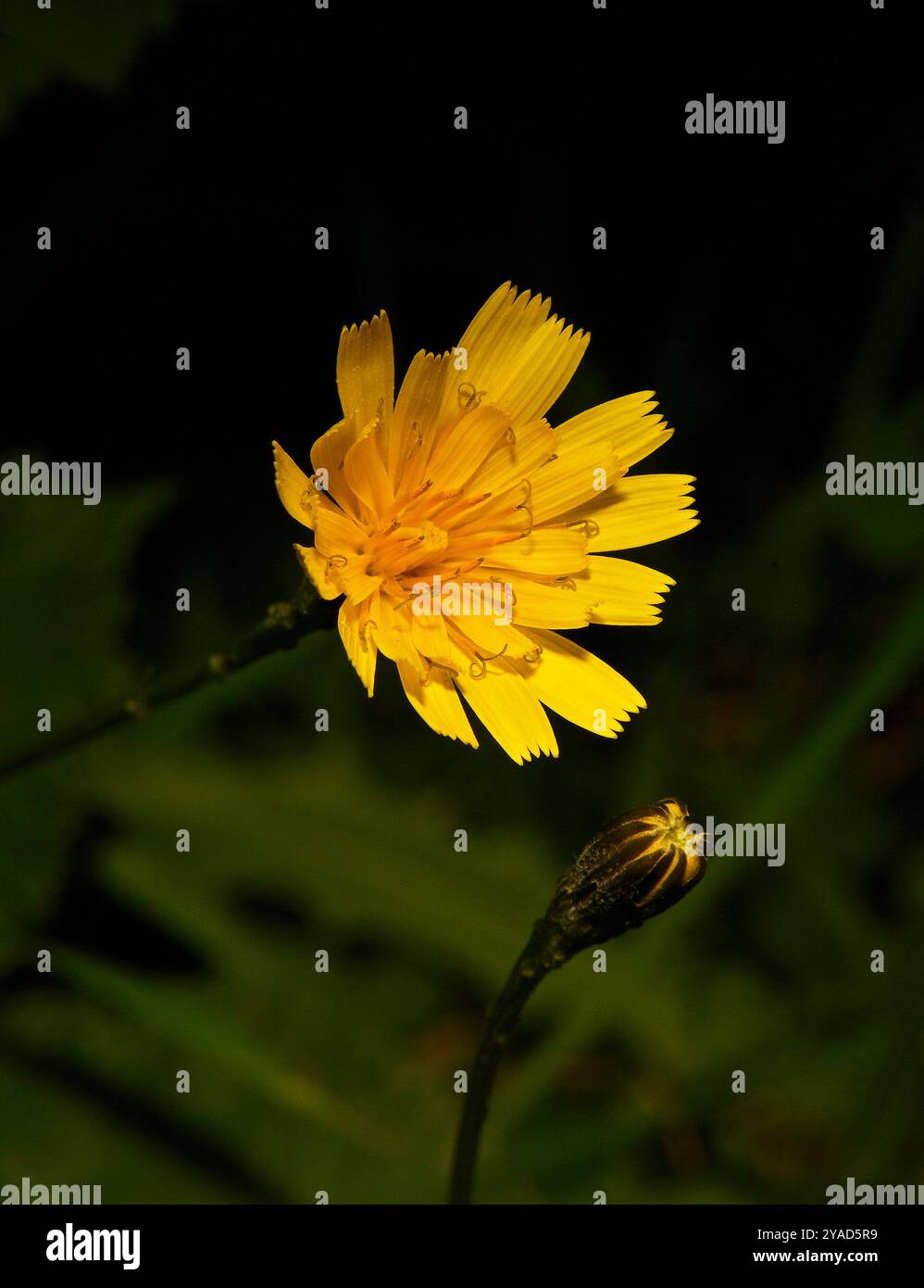 Un bellissimo e ben concentrato falco autunnale, Scorzoneroides Autumnalis. Un fiore singolo e un bocciolo aperto su uno sfondo sfocato verde scuro. Foto Stock