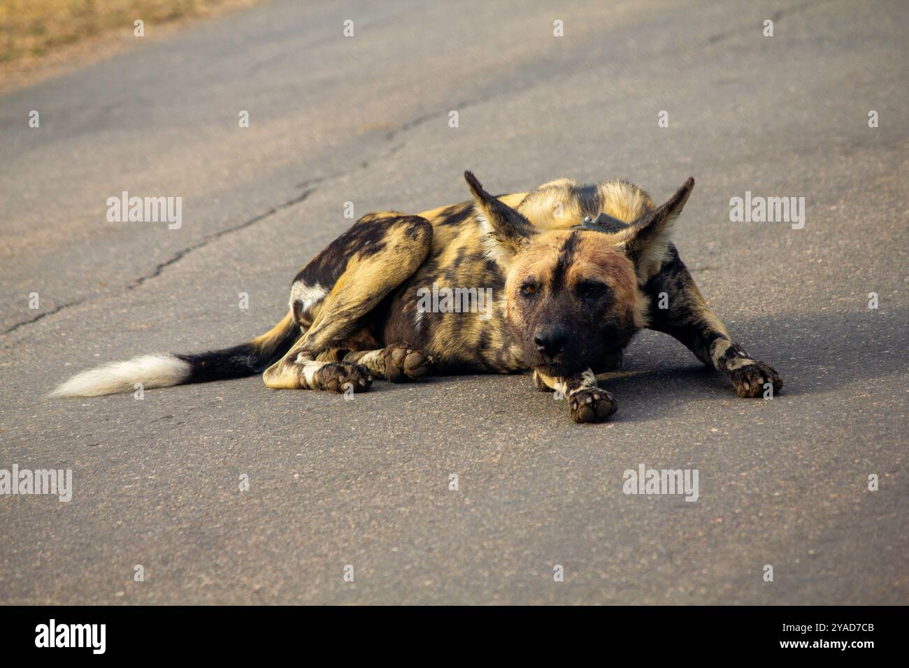 Il cane selvatico africano (Lycaon pictus) sembra triste dormire sulla strada nella foto della fauna selvatica del Parco Nazionale Kruger Foto Stock