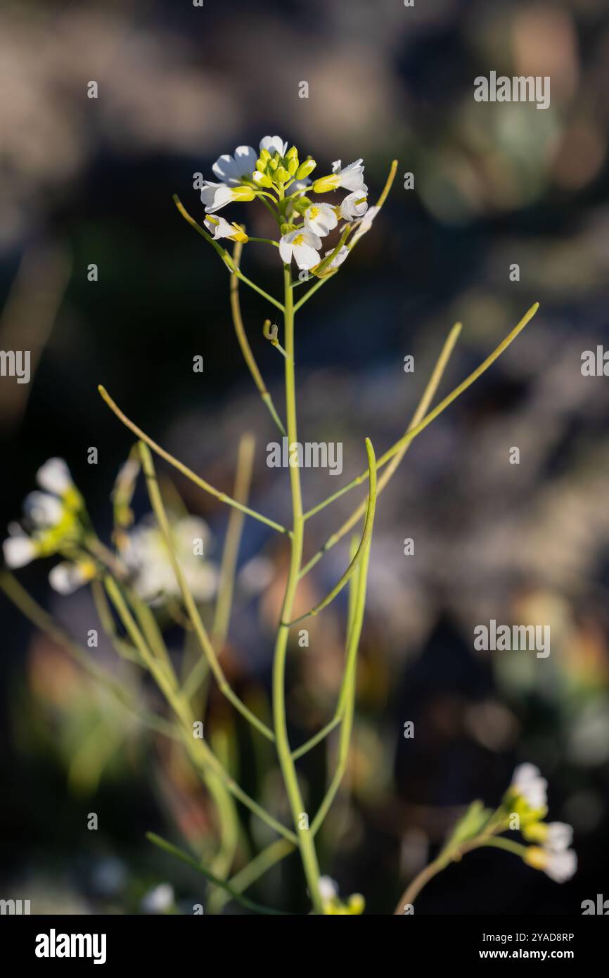 Arabidopsis suecica Cress fioritura Foto Stock