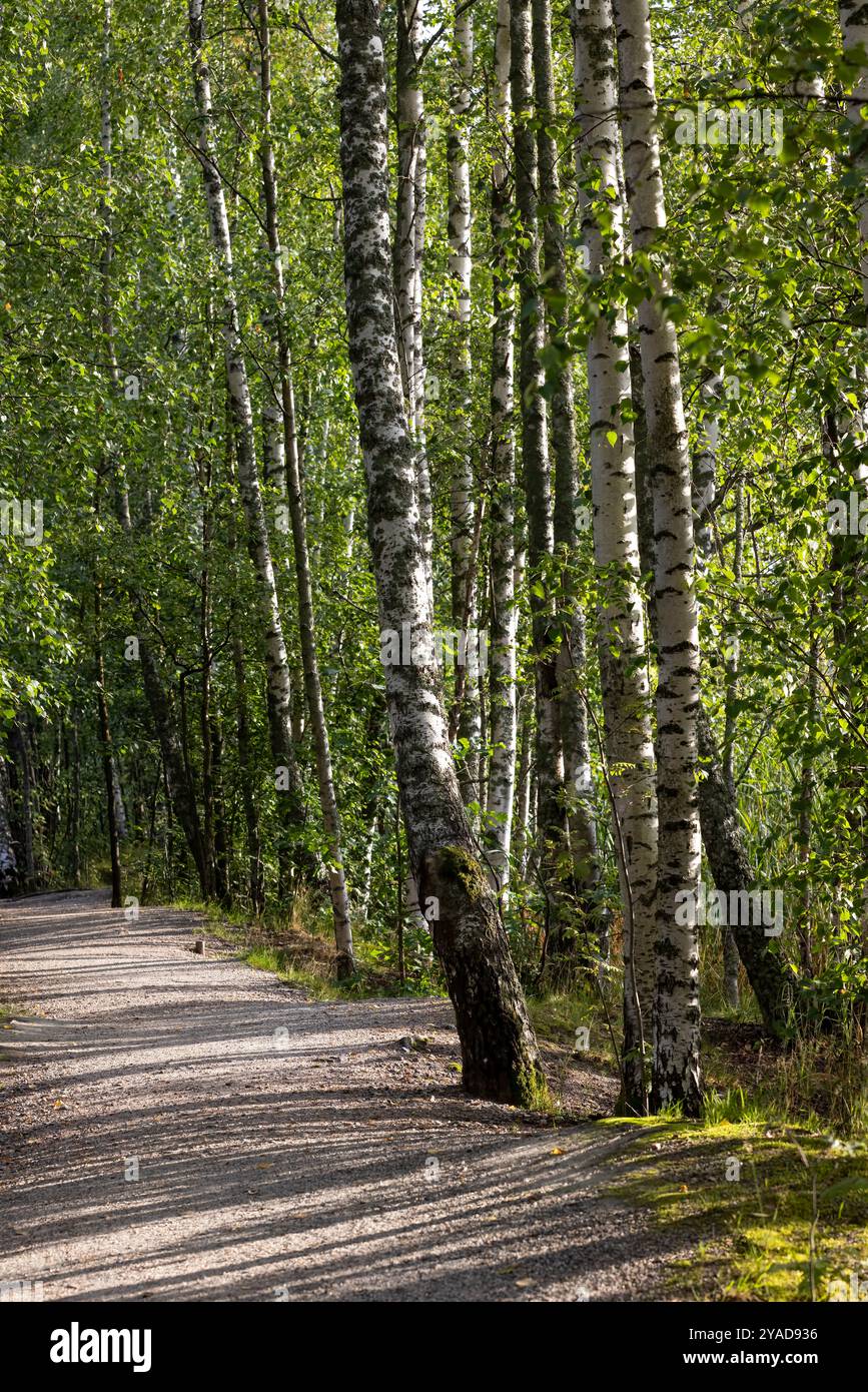 Roed ombreggiato da betulle Foto Stock