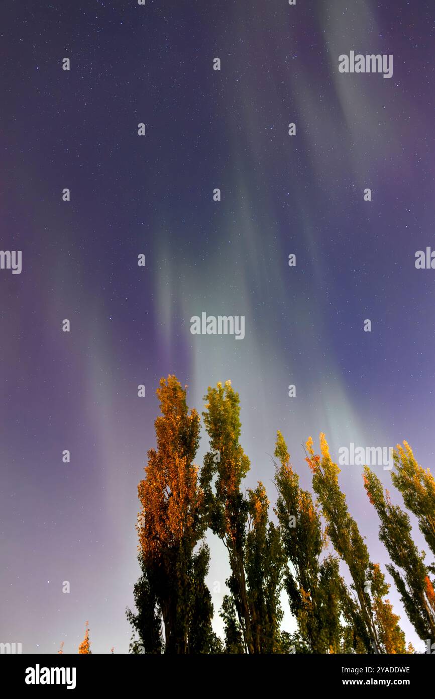 La vivace aurora boreale si esibisce con alberi autunnali (pioppo della torre) su un cielo stellato chiaro. Alberta meridionale, Canada. Foto Stock